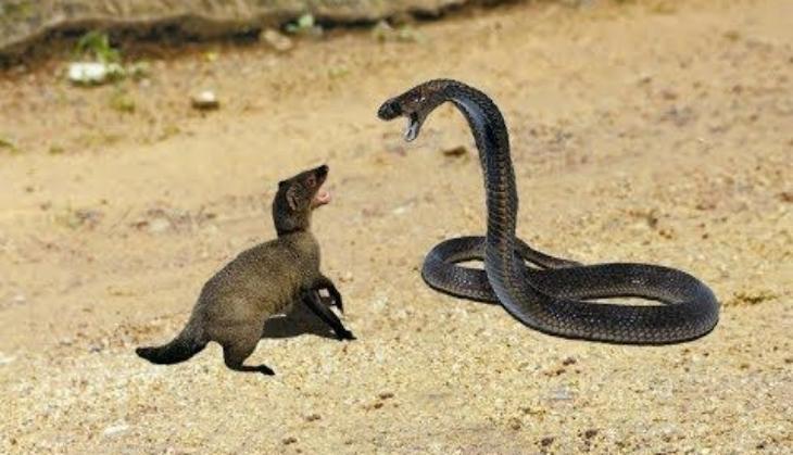 nevla snake fight