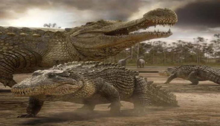 crocodile