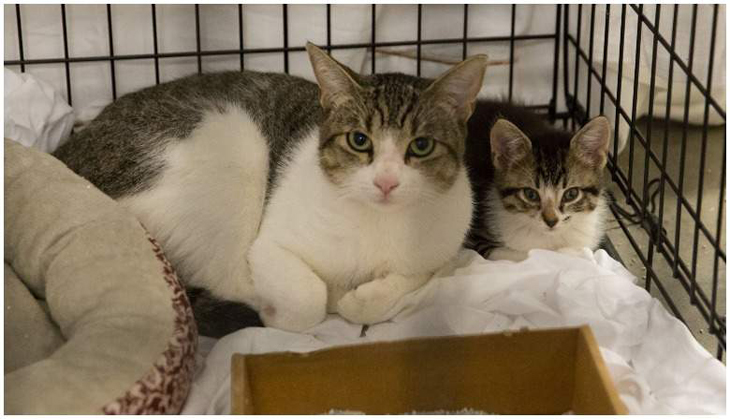 Coronavirus: 2 pet cats test positive in New York