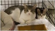 Coronavirus: 2 pet cats test positive in New York