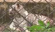 Delhi Zoo: Tigress Kalpana was found negative for COVID-19