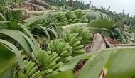 Andhra Pradesh: Heavy rain destroys banana crop in Anantapur, farmers stare at Rs 1 crore loss