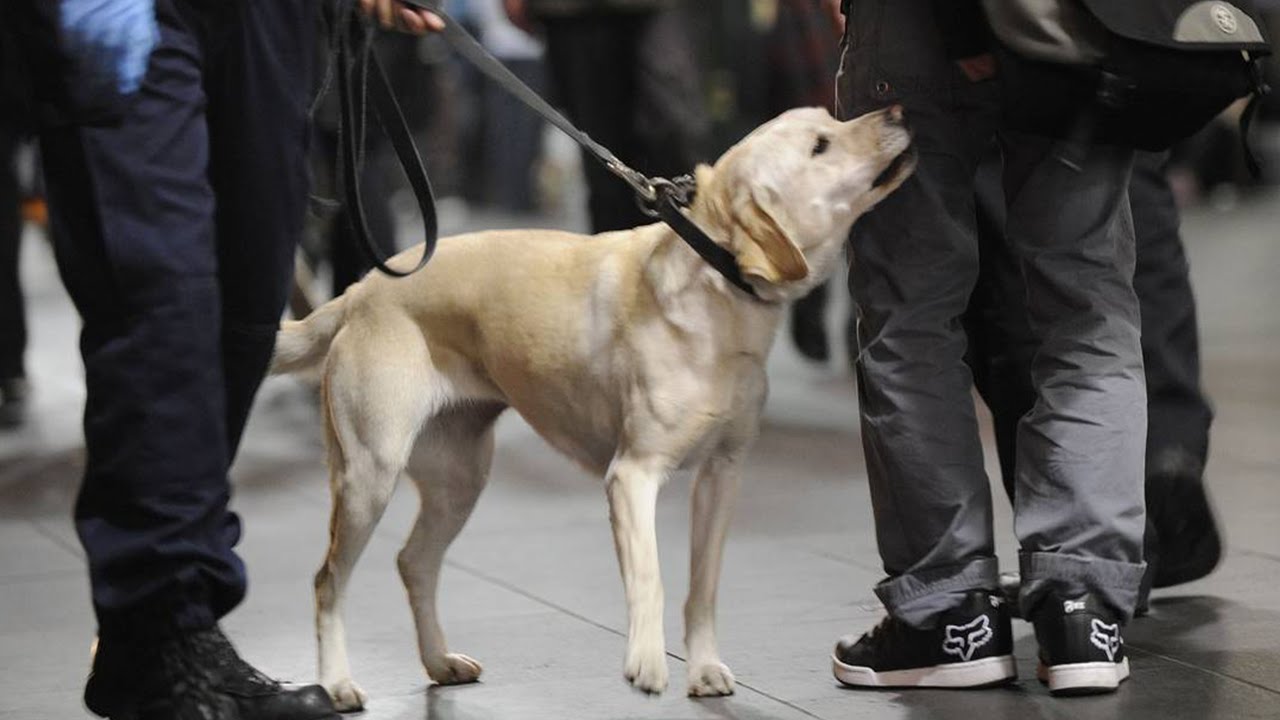 Coronavirus: Dogs are being trained to sniff out COVID-19