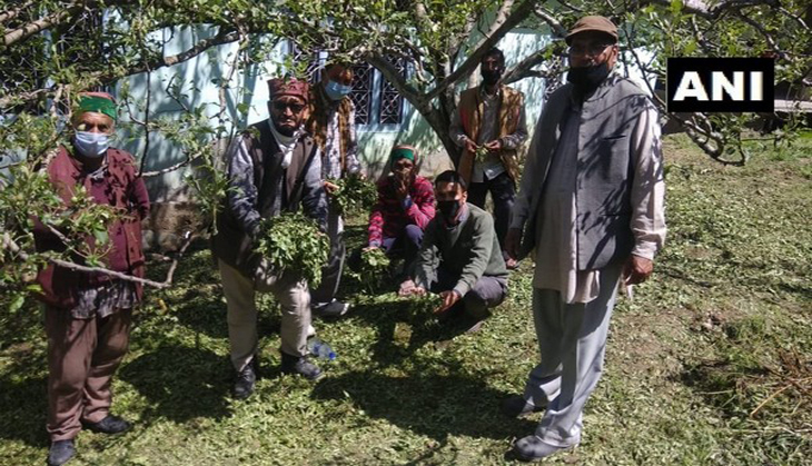 Himachal Pradesh: Hailstorm destroys apple crop in Nankhari area