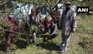 Himachal Pradesh: Hailstorm destroys apple crop in Nankhari area