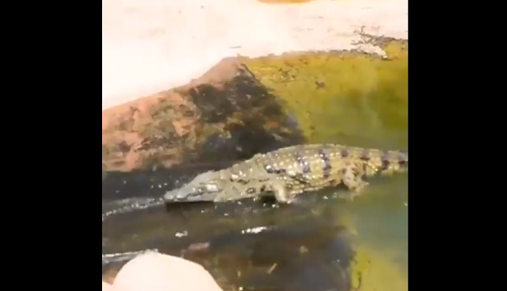 Netizens go crazy after IFS officer shares a viral video of crocodile going down a slide; know why