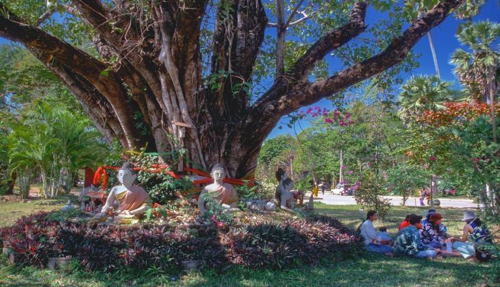 Bodhitree