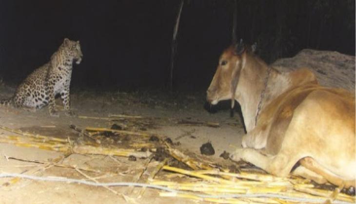 Leopard and Cow love Photo