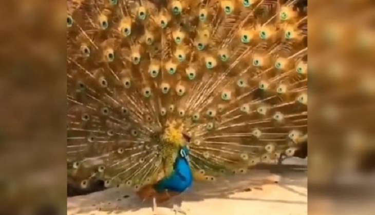 See how peacock tries to impress peahen by unfurling beautiful feathers; video goes viral