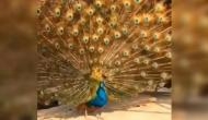 See how peacock tries to impress peahen by unfurling beautiful feathers; video goes viral