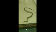 OMG! Venomous snake enters inside ATM; video will leave you stunned!