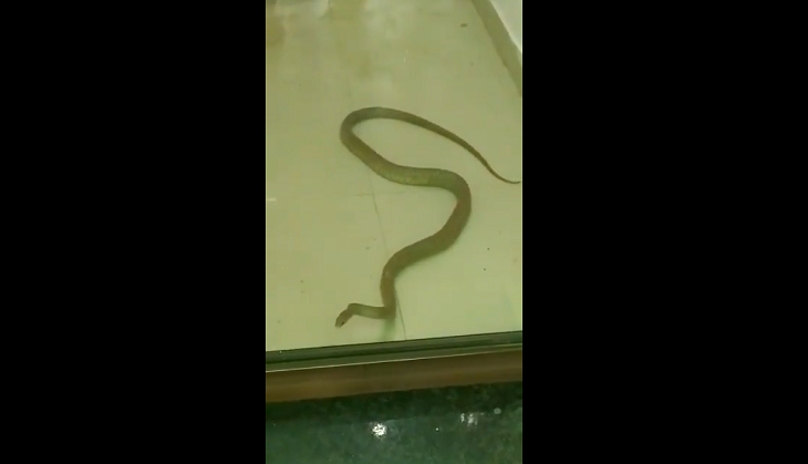snake