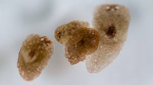 Stem cells shown to delay their own death to aid healing