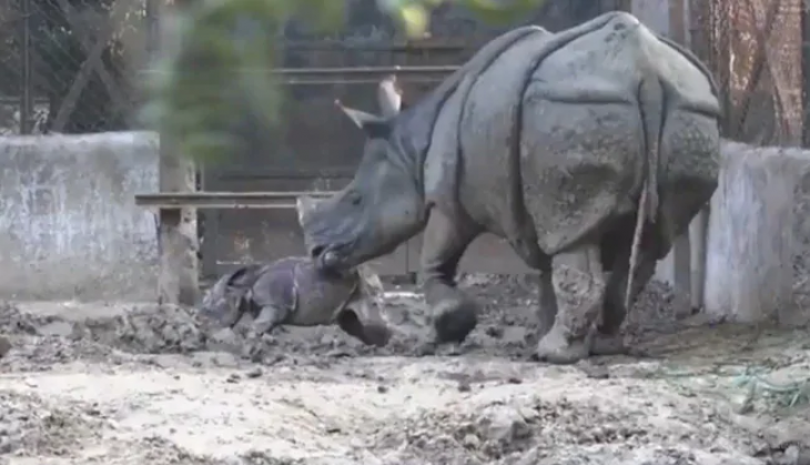 rhino