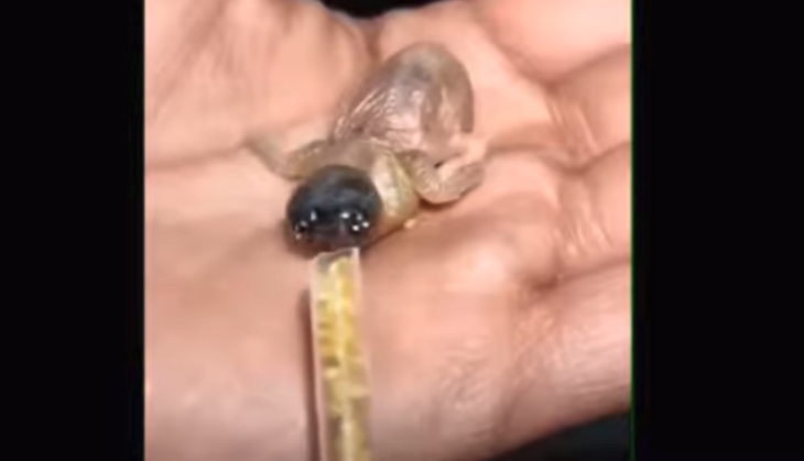 Alien like Animals