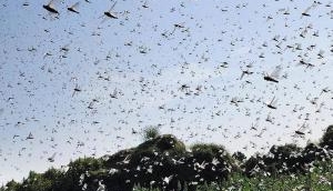 UP: Alert in Agra over locust attack