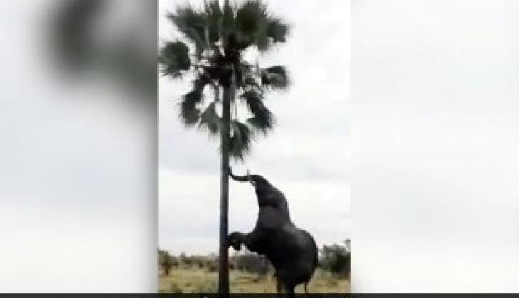 elephant