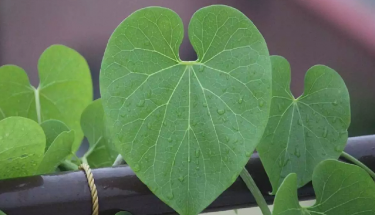health benefits of giloy