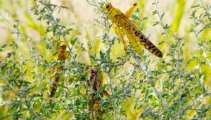 Rajasthan: Locust attack in Barmer district 