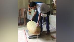 Bizarre! Man applies for Guinness World Records after he finds 51.4 kg jackfruit in backyard farm