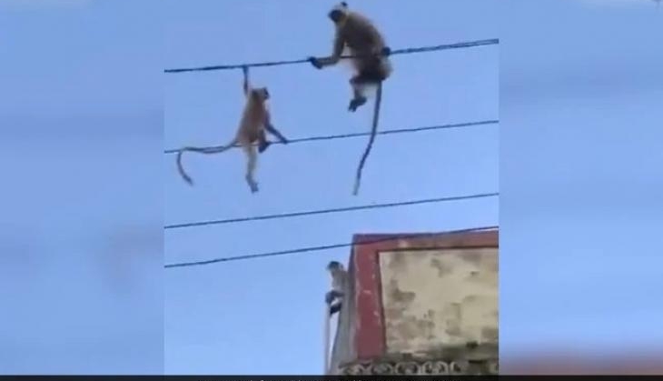 monkey