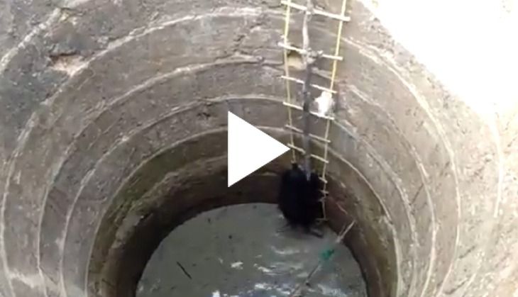 Two bears fall into well in Maharashtra; watch their rescue operation amid COVID-19 lockdown