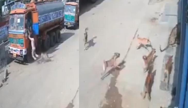 Leopard Attacks Man In Hyderabad Stray Dogs Watch Video