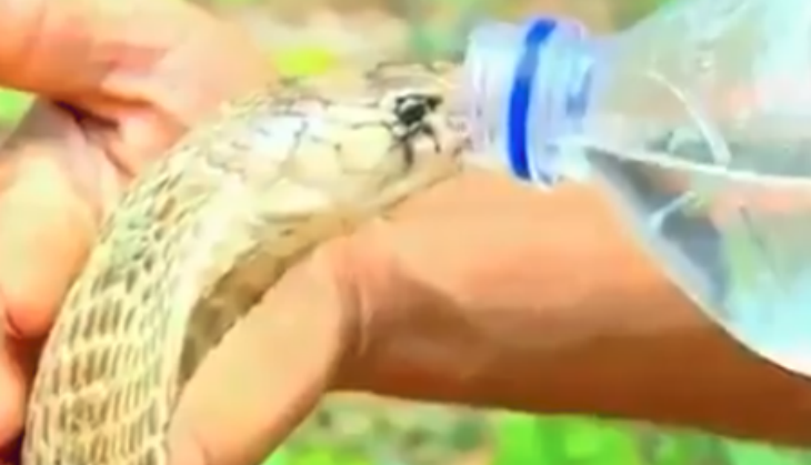 Cobra drinking water