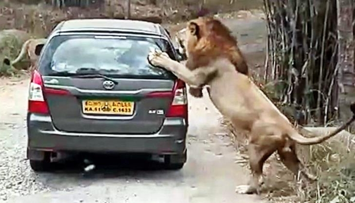 lion car