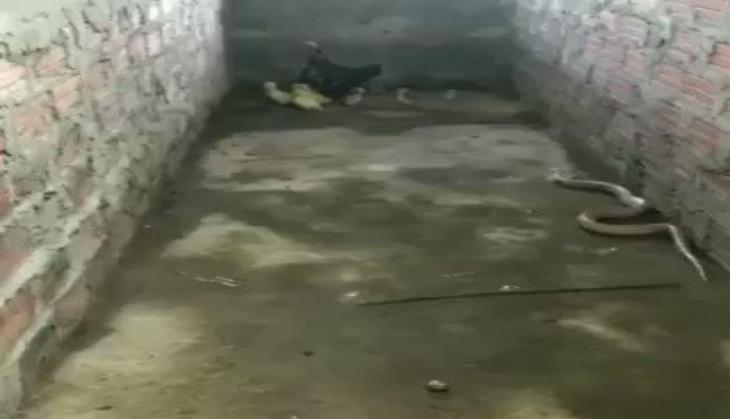 hen fights with and Cobra