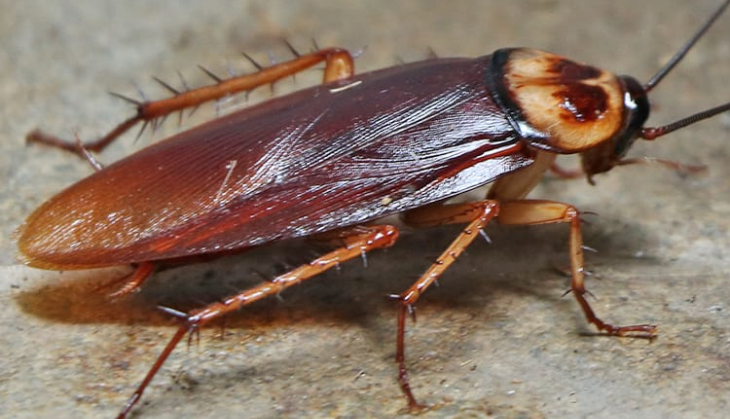 cockroaches