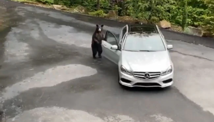 Bear