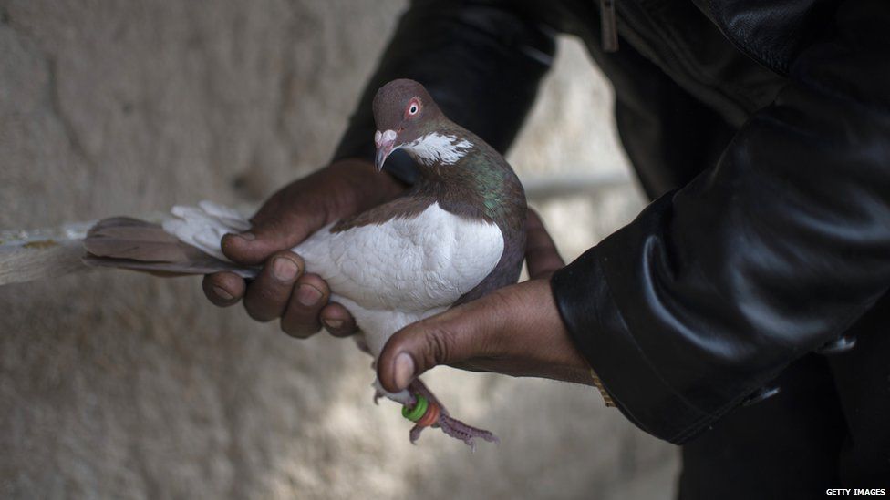 Suspected 'spy' pigeon from Pakistan captured along International Border in Kathua