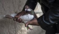 Suspected 'spy' pigeon from Pakistan captured along International Border in Kathua