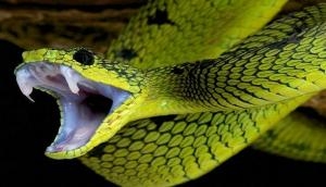 ‘Can be dangerous’: IFS officer shares viral video of king cobra with warning