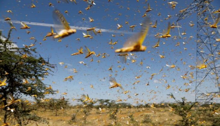 Locust attack: Jharkhand's border districts on high alert 