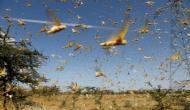 Locust attack: Jharkhand's border districts on high alert 