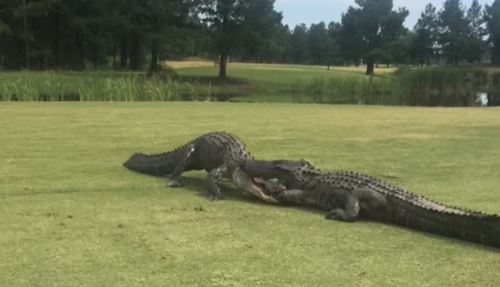 Two Alligator Death Playoff at Golf Course