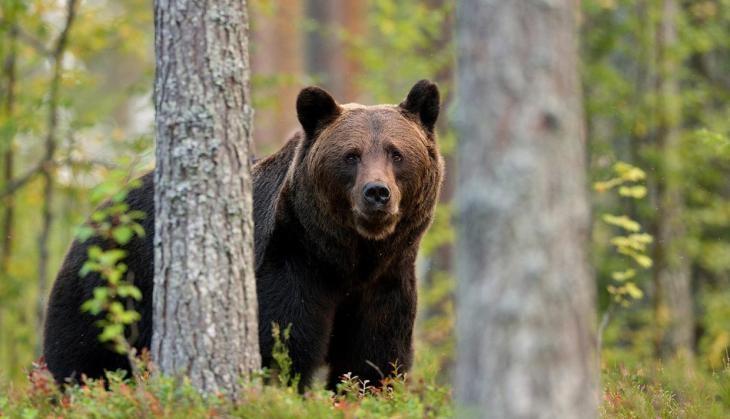 Bear