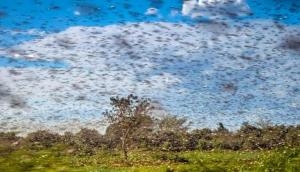 Locust attack: HP issues high alert in some districts against probable attack