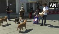 Lockdown 4.0: NGOs join hands to feed stray dogs in Kashmir Valley amid lockdown