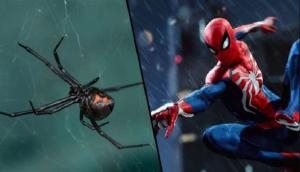 OMG! Spiderman’s die-hard little fans allow venomous black widow spider to sting them
