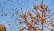 Prayagraj gears up to tackle possible locust attack