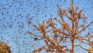 Rajasthan: Locust swarm continue to damage crops in Barmer
