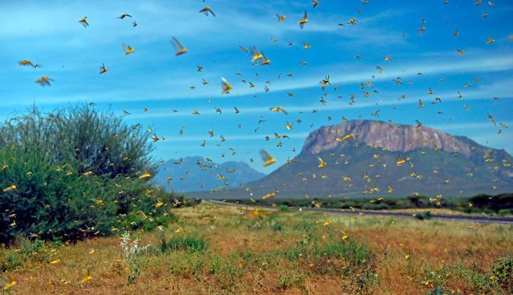 Locust Swarm