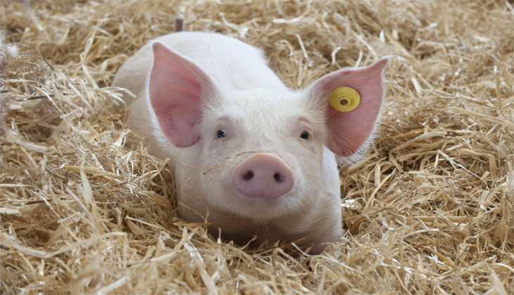 To 'prevent swine fever' China will ban pork imports from India: Reports