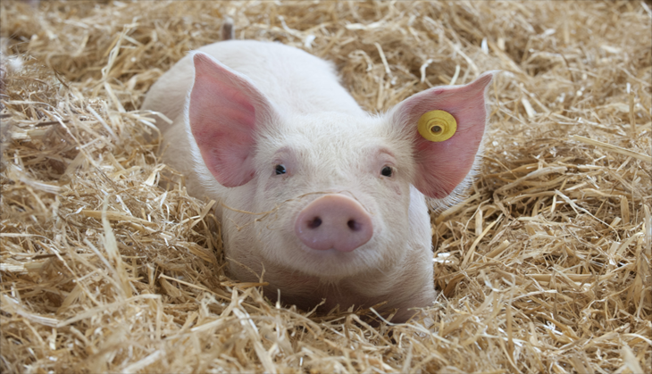 China will ban pork imports from India