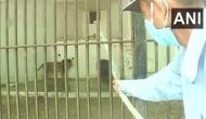 Gujarat: Vadodara's Sayaji Baug Zoo makes arrangements for inmates to beat the heat 