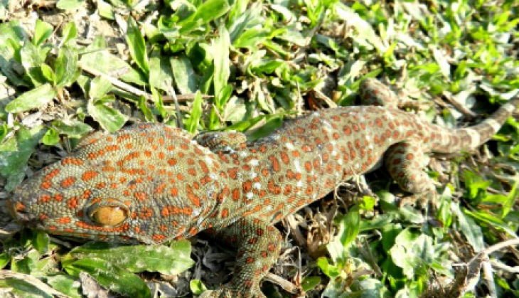 Endangered gecko,