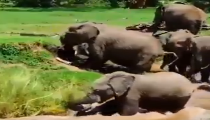 elephant